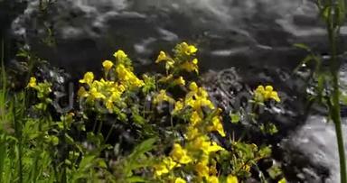 黄色的花朵沿着湍急的河流4k24fps